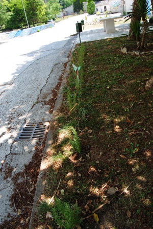 DSC_0377